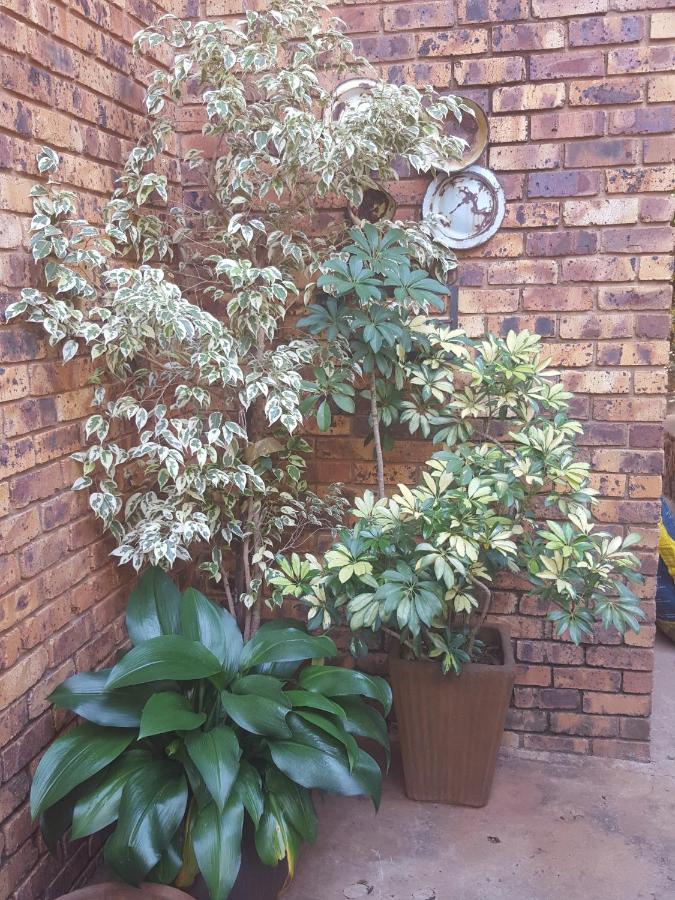Bed and Breakfast Grace Place Bnb Pretoria-Noord Exteriér fotografie